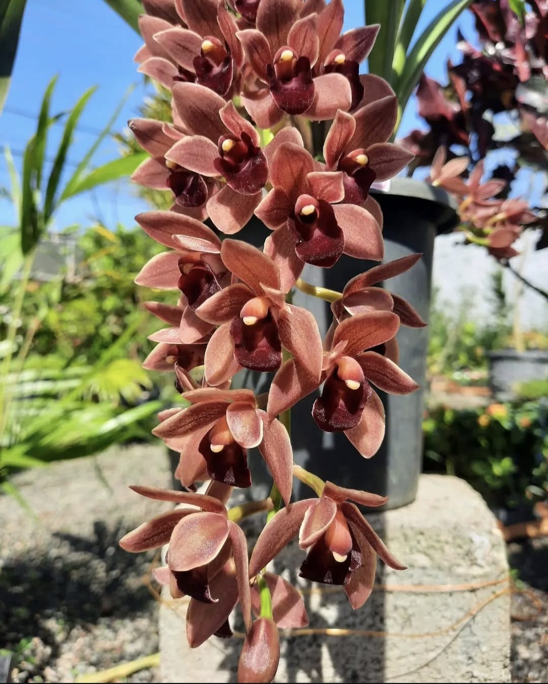 Orquídea Cymbidium
